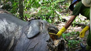 Một con voi trưởng thành bị sát hại để lấy ngà tại vườn quốc gia Yok Đôn tháng 8-2012 - Ảnh: Tuổi Trẻ